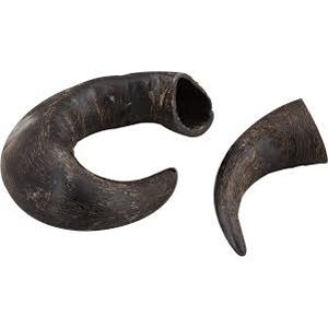 Buffalo Horns buffalo horns
